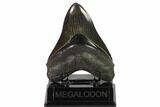 Serrated, Fossil Megalodon Tooth - Stunning Tooth #135918-2